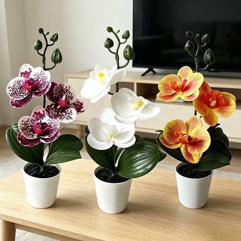 Mini Orchidea Farfalla in Vaso - Badminton Live recensione e prezzo