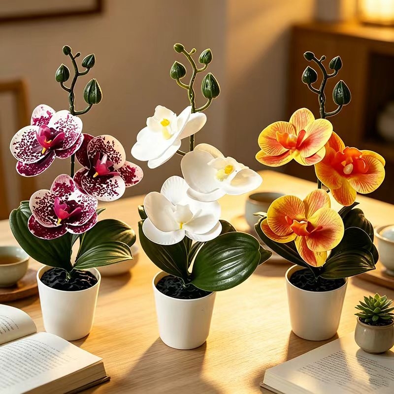Mini Orchidea Farfalla in Vaso - Badminton Live recensione e prezzo