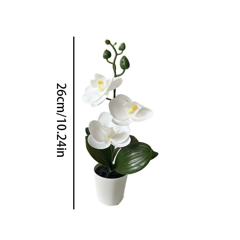 Mini Orchidea Farfalla in Vaso - Badminton Live recensione e prezzo